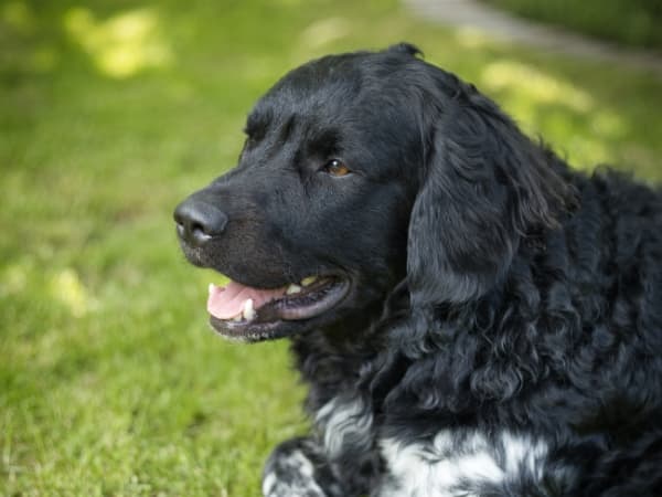 wetterhoun-im-profil
