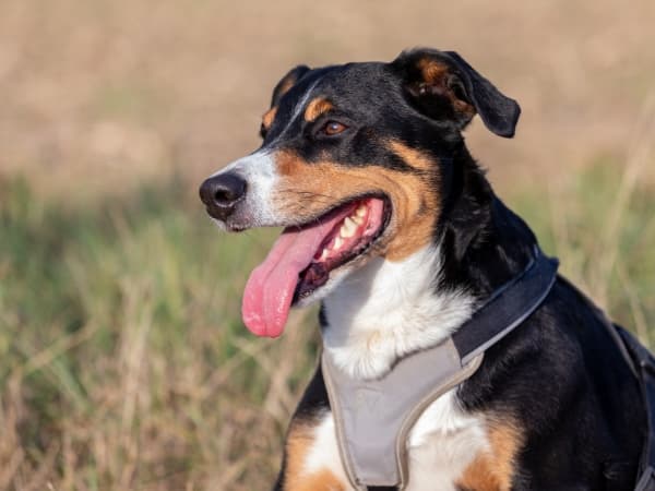 appenzeller-sennenhund-im-profil