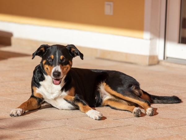 appenzeller-sennenhund-liegt-auf-dem-boden