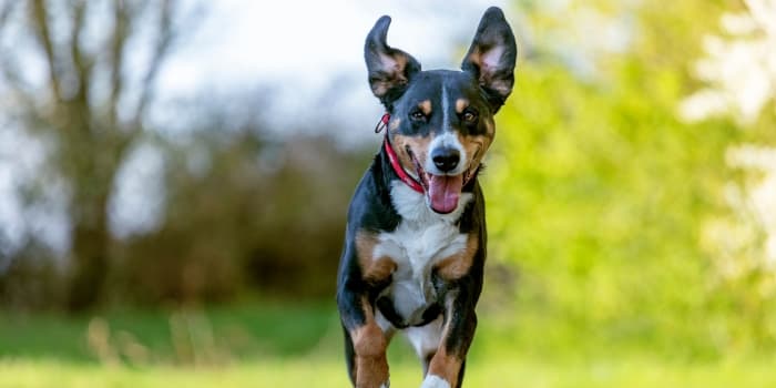appenzeller-sennenhund-mit-freundlichem-gesichtsausdruck