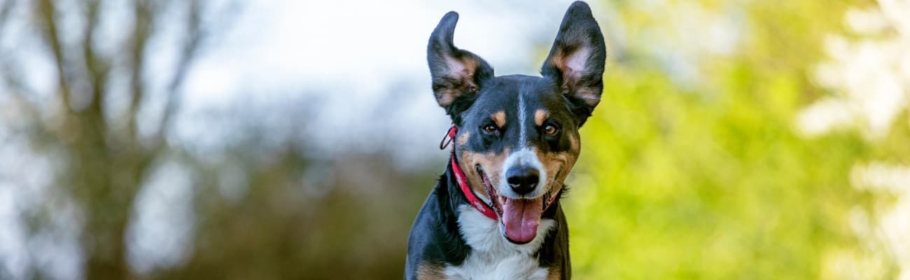 appenzeller-sennenhund-mit-freundlichem-gesichtsausdruck