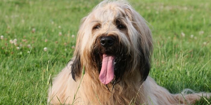 briard-auf-einer-wiese