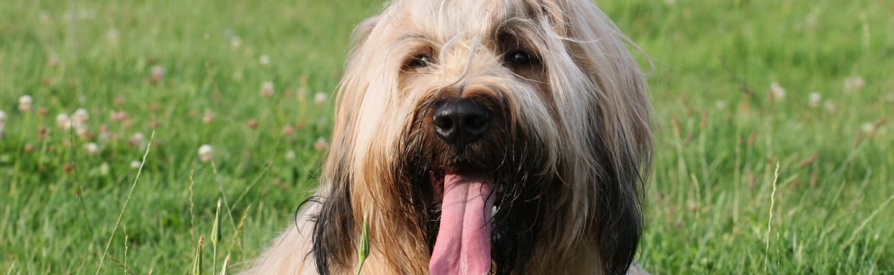 briard-auf-einer-wiese
