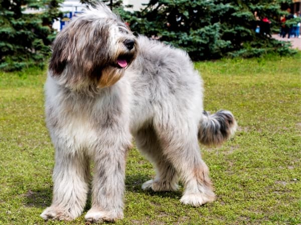 briard-steht-auf-einer-gruenen-wiese
