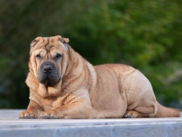 entspannter-shar-pei-liegt-auf-dem-boden
