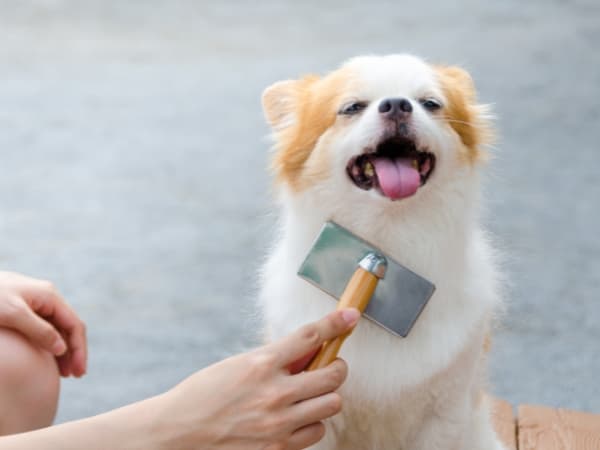 fellpflege-beim-hund