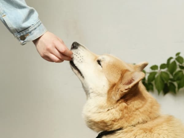 hund-bekommt-futter