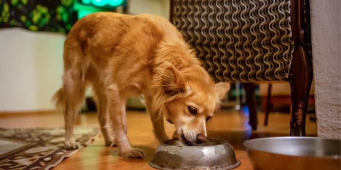 hund-frisst-aus-einem-futternapf