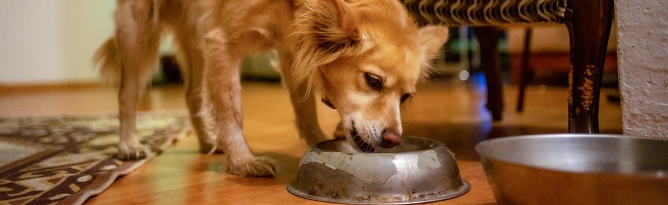hund-frisst-aus-einem-futternapf
