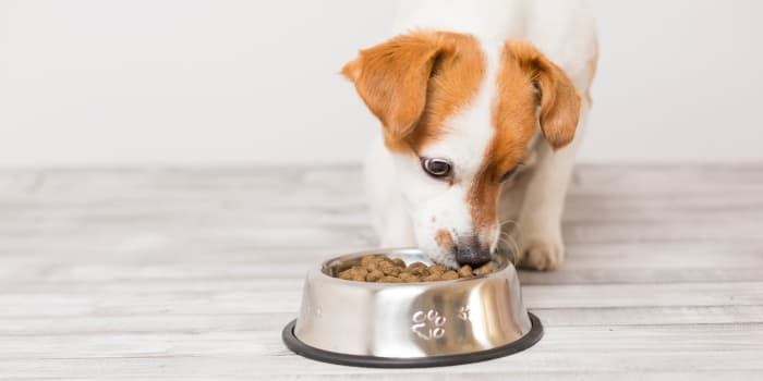 hund-frisst-aus-futternapf