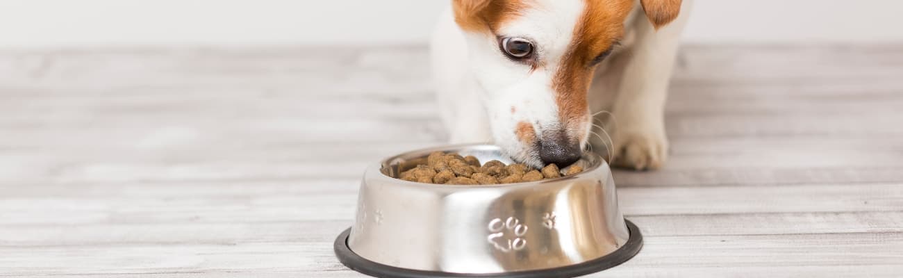 hund-frisst-aus-futternapf