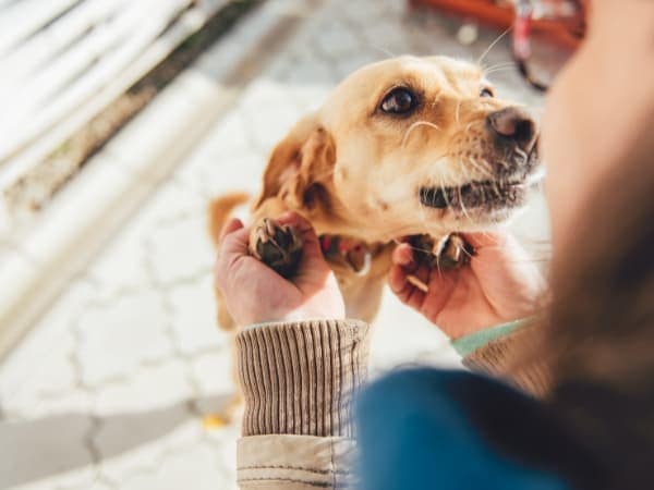 hund-kuschelt-mit-halterin