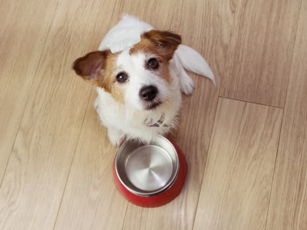 hund-steht-vor-leerem-futternapf