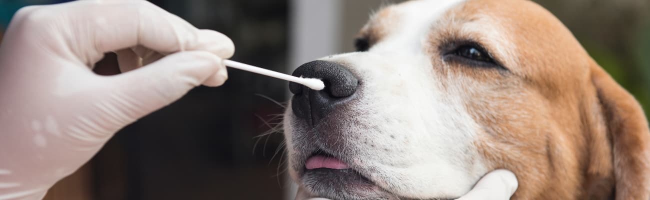 hund-wird-beim-tierarzt-mit-wattestaebchen-abgetupft