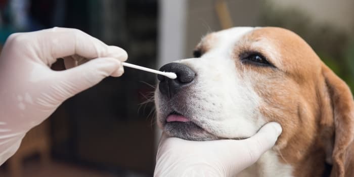 hund-wird-beim-tierarzt-mit-wattestaebchen-abgetupft