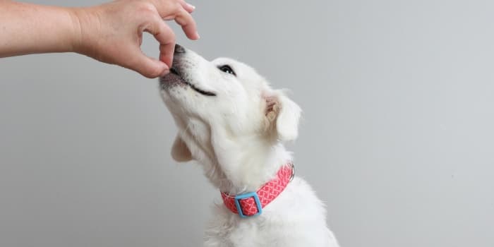 hund-wird-gefuettert