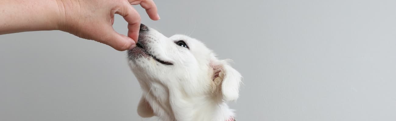 hund-wird-gefuettert