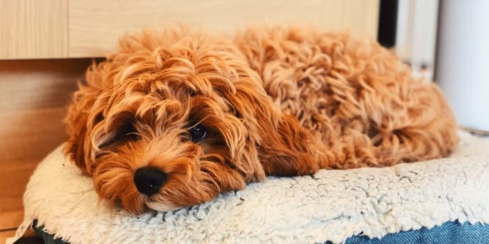 kleiner-cavapoo-liegt-auf-einem-flauschigen-kissen