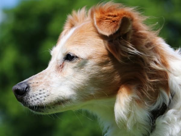 kopf-eines-kromfohrlaenders-im-profil