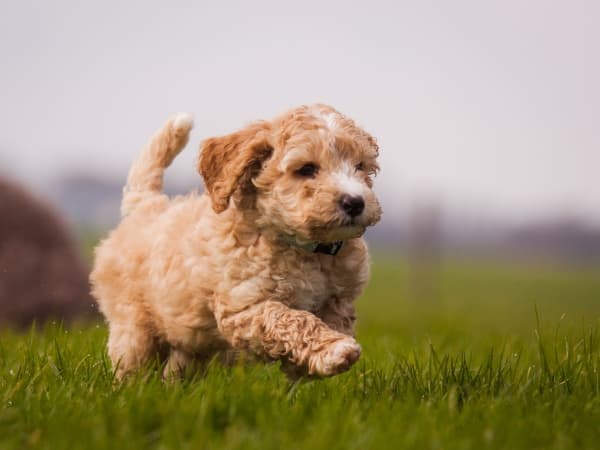 labradoodle-welpe-laeuft-ueber-eine-wiese