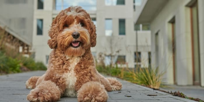 labradoodle-liegt-auf-dem-boden