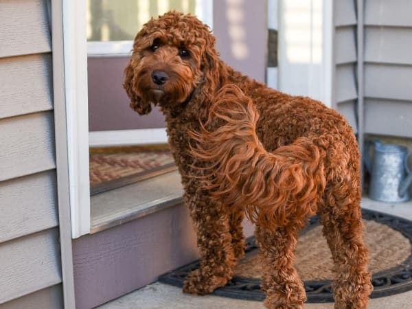 labradoodle-steht-vor-einer-tuerschwelle