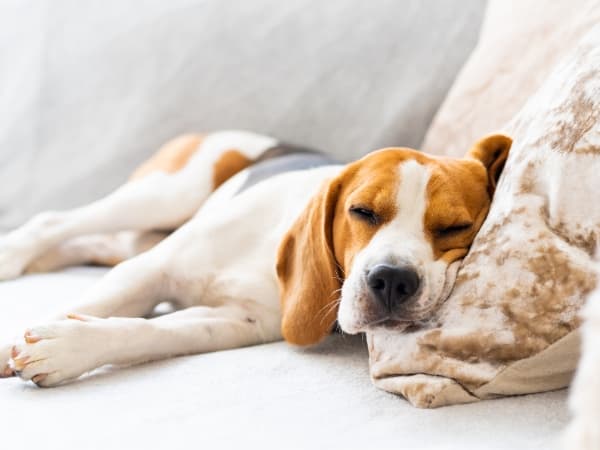 lethargischer-hund-liegt-auf-einer-decke