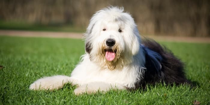 oes-bobtail-liegt-auf-einer-wiese