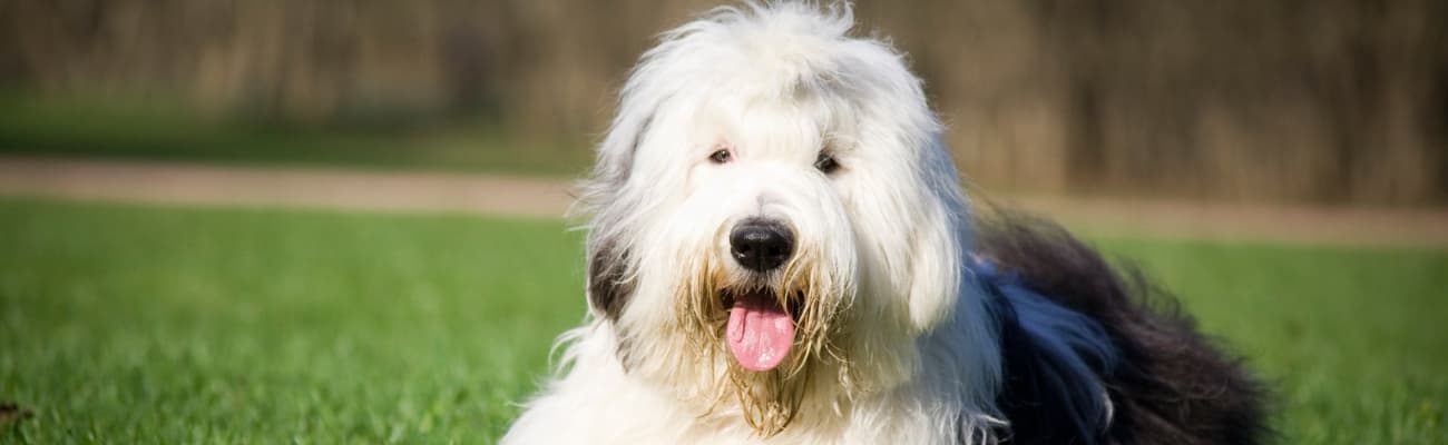 oes-bobtail-liegt-auf-einer-wiese