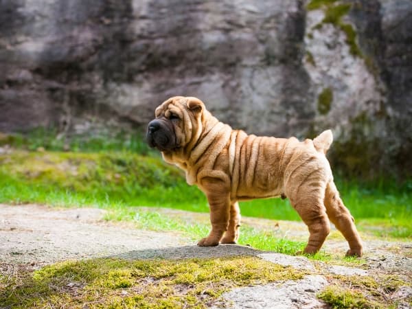 shar-pei-steht-vor-einem-felsen