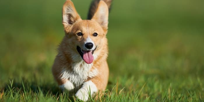 welsh-corgi-laeuft-ueber-eine-wiese