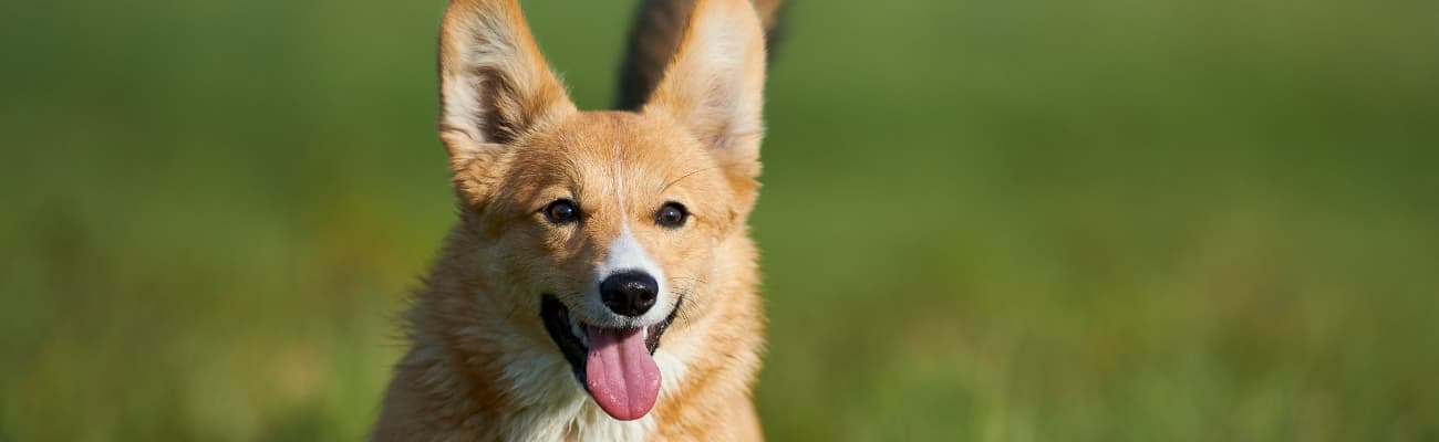 welsh-corgi-laeuft-ueber-eine-wiese