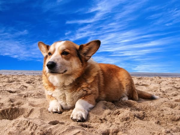 welsh-corgi-pembroke-liegt-am-strand
