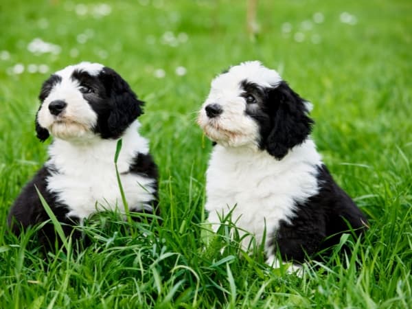 zwei-bobtail-welpen-auf-einer-wiese