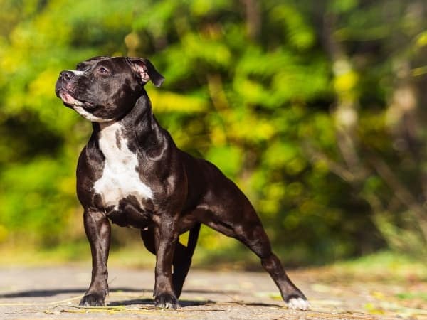 american-staffordshire-terrier-blickt-in-die-ferne
