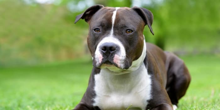 american-staffordshire-terrier-liegt-im-gras