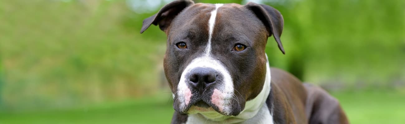american-staffordshire-terrier-liegt-im-gras