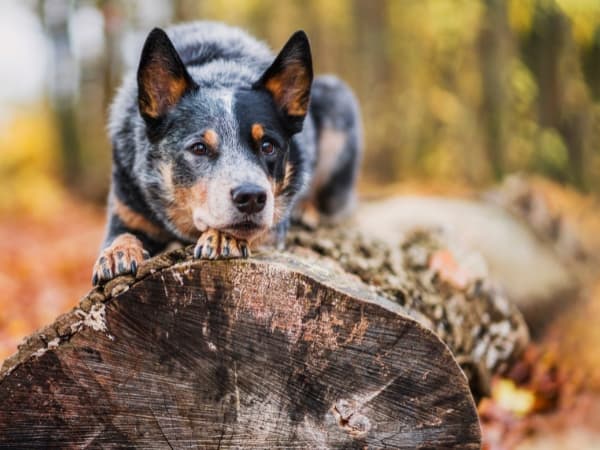 australian-cattle-dog-liegt-auf-einem-baumstumpf
