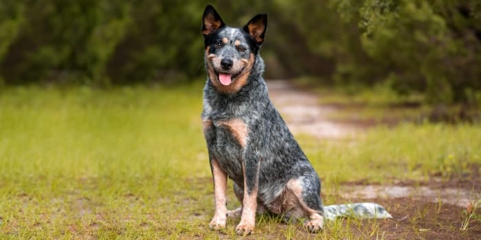 australian-cattle-dog-sitzt-auf-einer-wiese