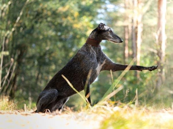 galgo-espanol-sitzt-auf-einer-wiese
