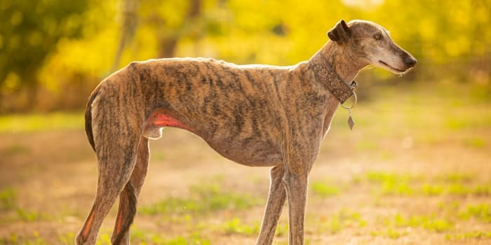 galgo-espanol-steht-in-einem-wald