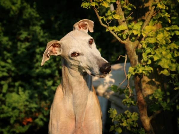 galgo-espanol-steht-neben-einem-strauch