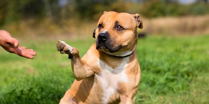 hund-gibt-pfoetchen