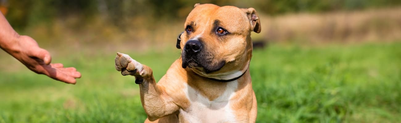 hund-gibt-pfoetchen