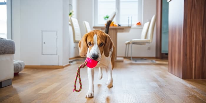 hund-laeuft-mit-einem-pinken-ball-im-maul-durch-einen-raum