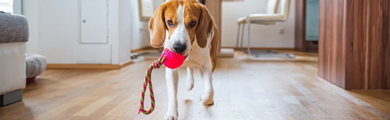 hund-laeuft-mit-einem-pinken-ball-im-maul-durch-einen-raum