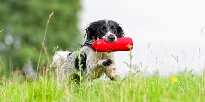 hund-laeuft-mit-einem-roten-futterdummy-im-maul-ueber-eine-wiese