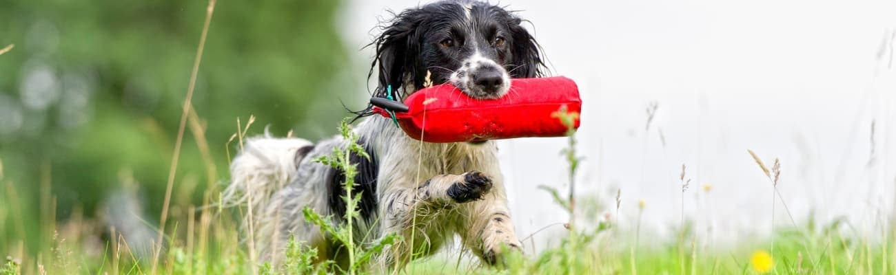 hund-laeuft-mit-einem-roten-futterdummy-im-maul-ueber-eine-wiese
