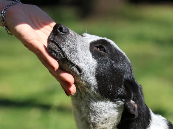hund-legt-seinen-kopf-in-eine-hand
