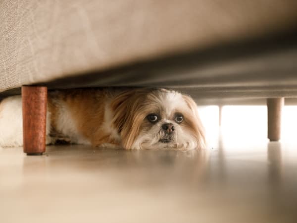 hund-liegt-mit-aengstlichem-blick-unter-einem-sofa